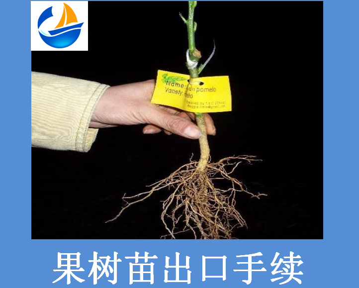 果樹苗出口手續.png