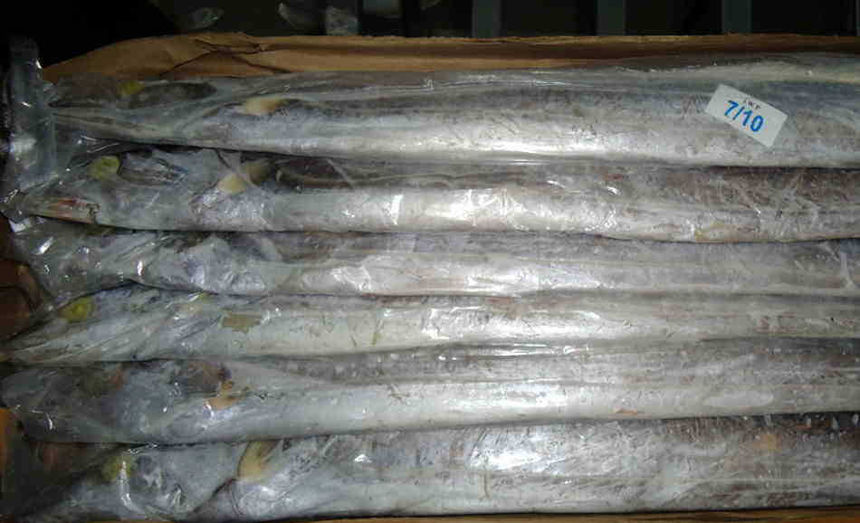 凍帶魚進口清關代理.jpg