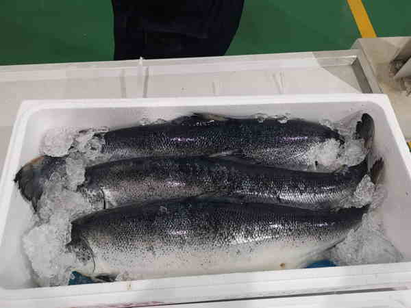 三文魚進口清關.jpg