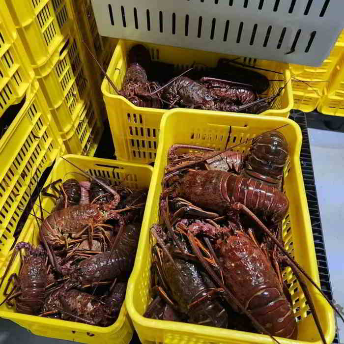 越南龍蝦進口清關.jpg