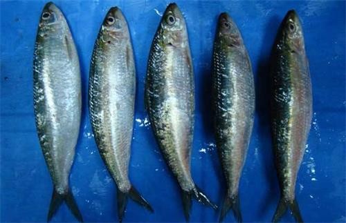 沙丁魚(yú).jpg